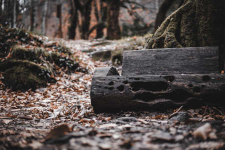 tree bench in the forestの写真素材