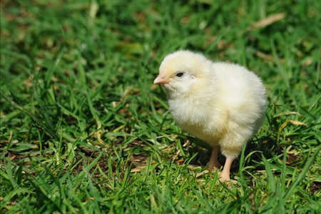 New born cute fluffy chick on green grass, sussex chicken originated from England の写真素材