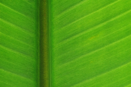 Close-up to bird-of-paradise tree leaf with bright light coming through showing stern and leaf...
