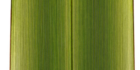 Dietes Iridiodes - African Iris symmetrical leaf texture in details