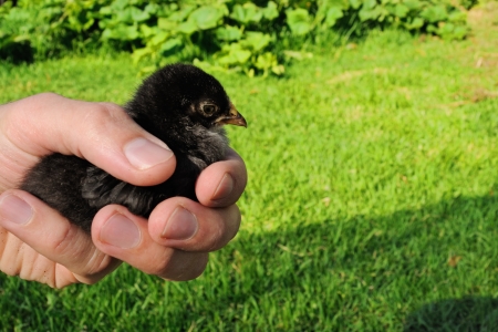 Black fluffy chicken in hand with green grass in backgroundの写真素材