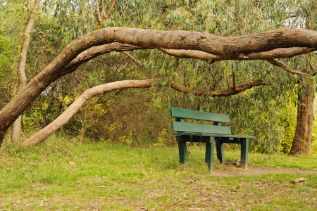 Bench in australian bush at winter time with eucalyptus branches and wattle in blossom in background...