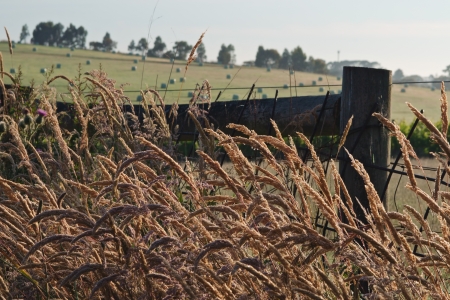 Close-up to wet reed in dew over fence with wooden post and hill and sky in background