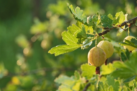 Fresh green gooseberries on brunch with drops of water in sunlight and blurred bush in backgroundの写真素材