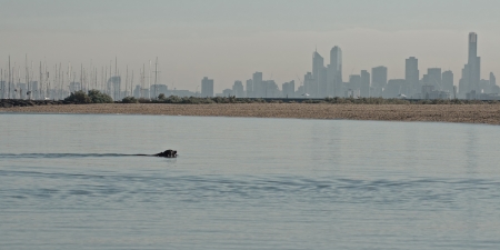 Black dog swimming in calm water in Port Phillip in bay with view on sailboat masts and Melbourne city silhouette in morning haze in background in Victoria, Australiaの写真素材