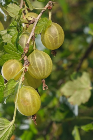 Close-up to green gooseberry berries on branch in row with blurred green leaves in backgroundの写真素材