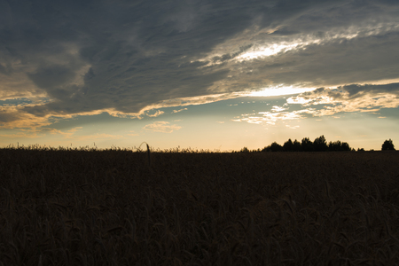 Wheat field on a yellow sunset backgroundの写真素材