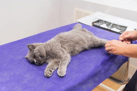 Cat under anesthesia before surgery on an operating table.の写真素材