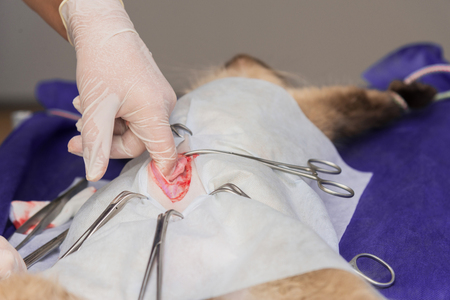 Sterilization of a cat in a veterinary clinic, a cat on an operating tableの写真素材