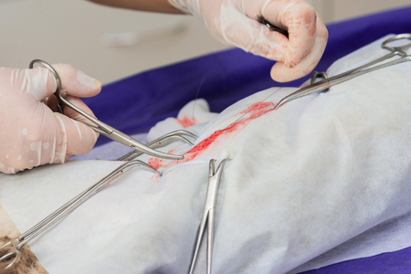 Sterilization of a cat in a veterinary clinic, a cat on an operating tableの写真素材