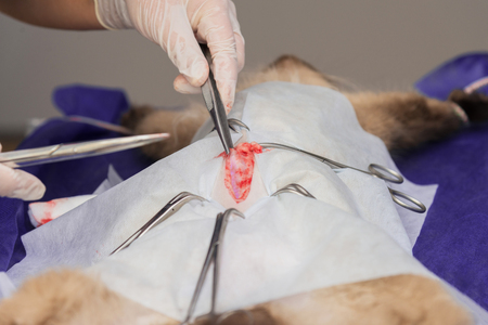Sterilization of a cat in a veterinary clinic, a cat on an operating tableの写真素材