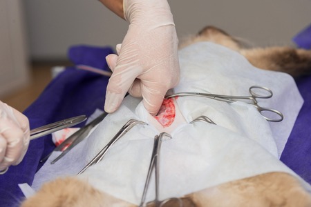 Sterilization of a cat in a veterinary clinic, a cat on an operating tableの写真素材