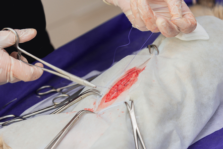 Sterilization of a cat in a veterinary clinic, a cat on an operating tableの写真素材
