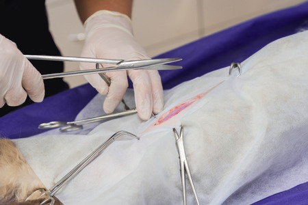 Sterilization of a cat in a veterinary clinic, a cat on an operating tableの写真素材