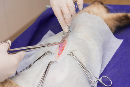 Sterilization of a cat in a veterinary clinic, a cat on an operating tableの写真素材