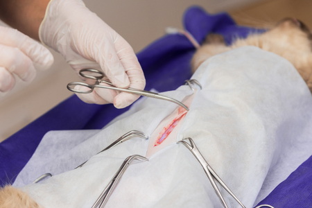 Sterilization of a cat in a veterinary clinic, a cat on an operating tableの写真素材