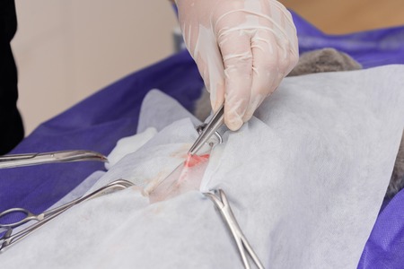 Sterilization of a cat in a veterinary clinic, a cat on an operating tableの写真素材