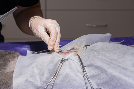 Sterilization of a cat in a veterinary clinic, a cat on an operating tableの写真素材