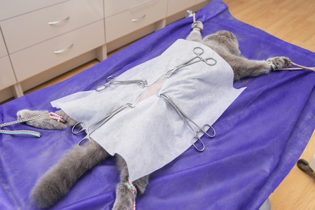 Sterilization of a cat in a veterinary clinic, a cat on an operating tableの写真素材