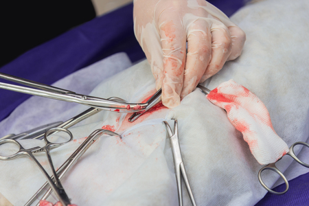 Sterilization of a cat in a veterinary clinic, a cat on an operating tableの写真素材