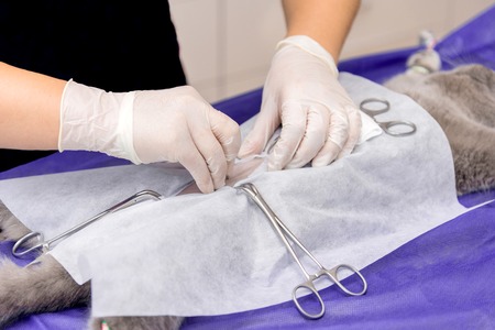 Sterilization of a cat in a veterinary clinic, a cat on an operating table