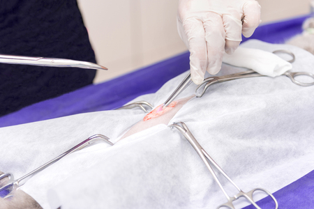 Sterilization of a cat in a veterinary clinic, a cat on an operating tableの写真素材