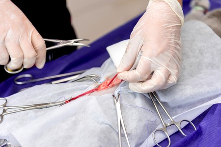 Sterilization of a cat in a veterinary clinic, a cat on an operating tableの写真素材