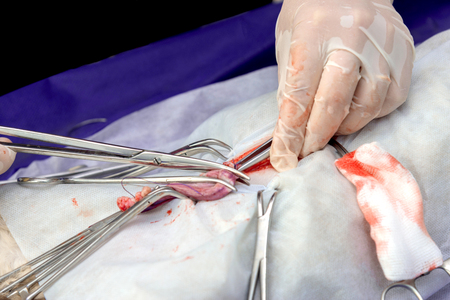 Sterilization of a cat in a veterinary clinic, a cat on an operating tableの写真素材