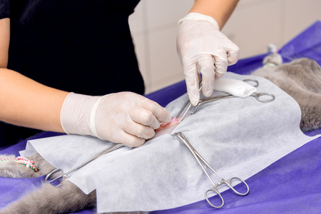 Sterilization of a cat in a veterinary clinic, a cat on an operating tableの写真素材