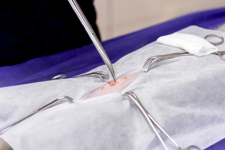 Sterilization of a cat in a veterinary clinic, a cat on an operating tableの写真素材
