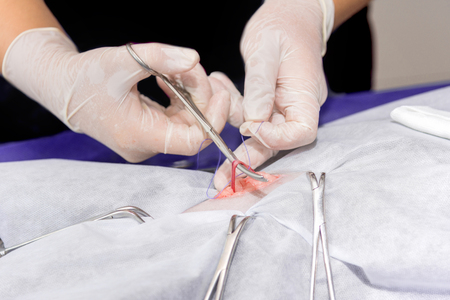 Sterilization of a cat in a veterinary clinic, a cat on an operating tableの写真素材