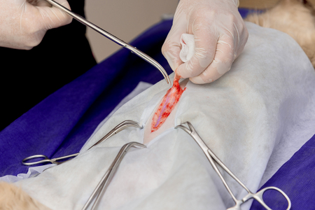 Sterilization of a cat in a veterinary clinic, a cat on an operating tableの写真素材