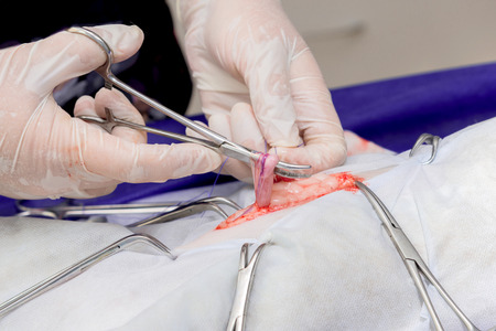 Sterilization of a cat in a veterinary clinic, a cat on an operating tableの写真素材