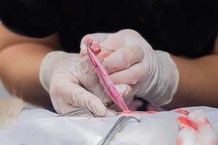 Sterilization of a cat in a veterinary clinic, a cat on an operating tableの写真素材