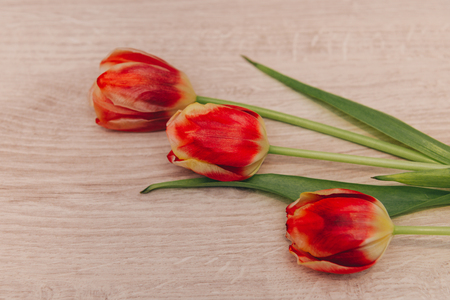 Red tulips on wooden background. Tulips for March 8.の写真素材