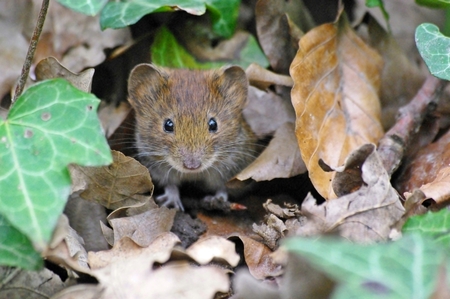 Mouse I