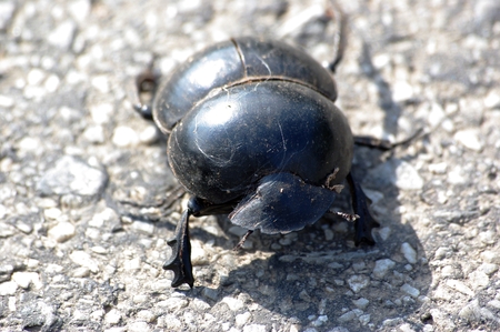 Dung Beetleの写真素材