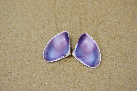 shellの写真素材