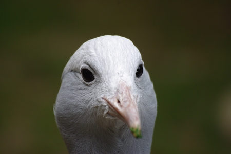 blue craneの写真素材