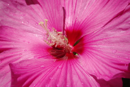 flower floral pink background blossom beautifulの写真素材