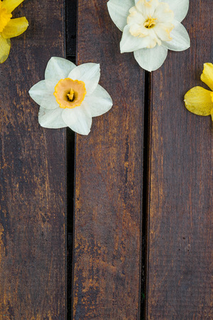 Narcissus  on wooden background, copy space. yellow and white flowers on the dark wooden backgroundの写真素材