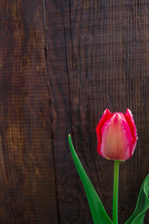 tulip on wooden background. One flower on wooden background, copy spaceの写真素材