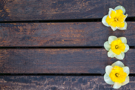 Narcissus on the wooden background. Three yellow flowers on the dark wooden background. Place for text.の写真素材