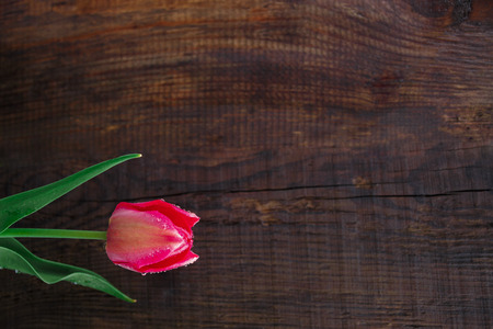 tulip on  wooden background. One flower on the wooden background, copy spaceの写真素材