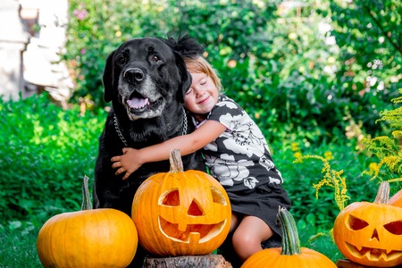 Halloween. Child dressed in black near labrador between jack-o-lantern decoration, trick or treat. Little girl with dog near pumpkin in the wood, outdoors. Loveの写真素材