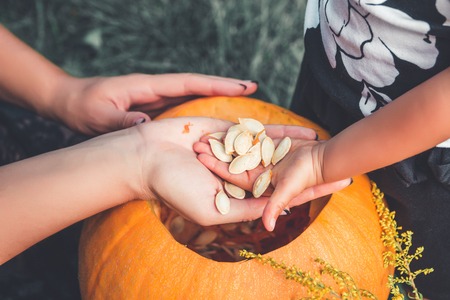 A close up of woman's and child hands pulls seeds and fibrous material from a pumpkin before carving for Halloween. jack-o-lantern. Toned photo. daughter and motherの写真素材