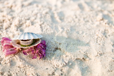 Engagement ring in open seashell on the ocean beach. Frame.の写真素材