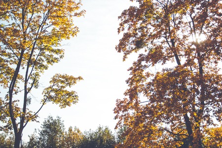 Autumn tree in the park. sun lightの写真素材