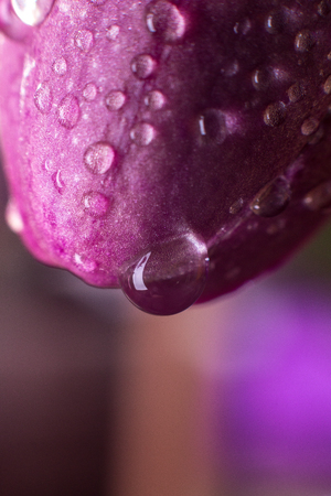 Orchid macro with water drops. Phalaenopsis branch on purple background. Close up. Spring.の写真素材
