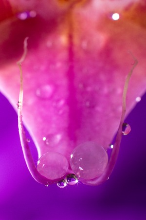 Orchid macro with water drops. Phalaenopsis branch on purple background. Close up. Spring.の写真素材